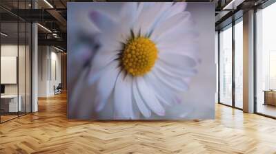 the beautiful  white daisies in the garden in the nature Wall mural