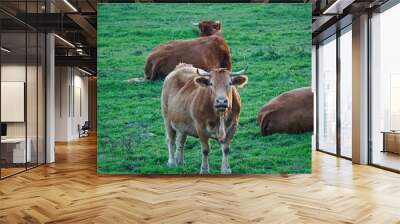 the cow  portrait in the meadow  Wall mural