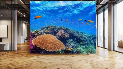 coral reef with fish Wall mural