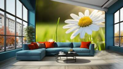 The warm glow of morning sunlight illuminates a vibrant daisy, its white petals contrasting beautifully with the green grass around it, evoking a sense of tranquility Wall mural