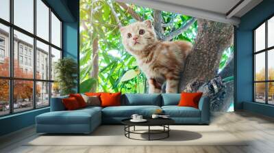 The cute cat is stuck on the tree, waiting for help from the rescue team. Wall mural