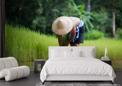 Farmer planting rice in the rainy season Wall mural