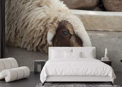 Sheep in farm. Wall mural