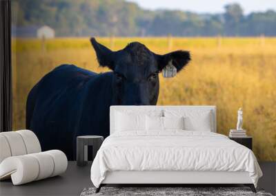 A beef cow gazes Wall mural