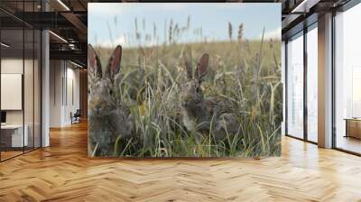 Two rabbits hiding in tall grass. Wall mural