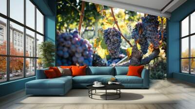 Harvest of Grapes, Italian Vineyard on Mount Etna, Sicily – Nerello Mascalese Wine Wall mural