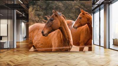 Horse Wall mural