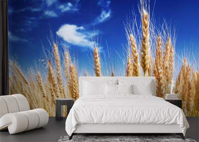 ripe spikes Wall mural