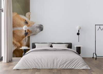 corgi dog climbs up on white table and looking forward to area for copy space in kitchen room. Wall mural