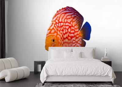 Discus fish isolated on a white background Wall mural