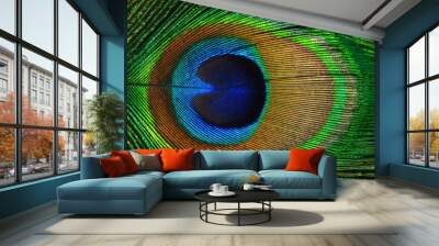 Peacock feather as a background. Wall mural