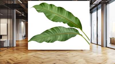 Philodendron leaf tropical isolated on white background. Wall mural