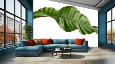 Philodendron leaf tropical isolated on white background.	 Wall mural