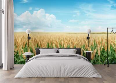 A biofuel crop field clipart, agriculture element, vector illustration, green and brown, isolated on white background Wall mural