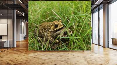 Mating toads in spring, a pair of male and female toads on the grass Wall mural