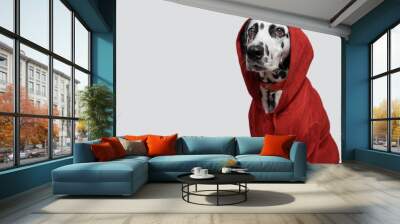 Dalmatian dog in red sweatshirt sits on white background. Dog head is covered by hood. Pet photography. Determined strongly. Copy space Wall mural