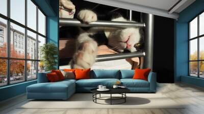 A black and white cat sleeps on the second floor of a bunk bed. Half-open yellow eyes and mouth, paws extended forward. Relaxed state of the animal. Consequences of anesthesia in pets. Claw game Wall mural