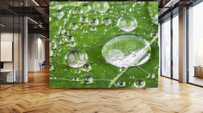 Water drops on green fresh leaf macro Wall mural