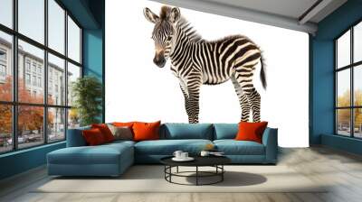 Baby zebra isolated on white Wall mural