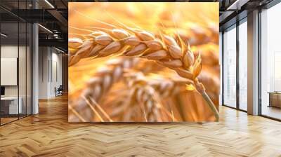 Field with gold wheat grain ear close up, summer nature landscape. Harvest of wheat. Spica plant in agriculture. Growing grain for food, making cereal products, baking Wall mural