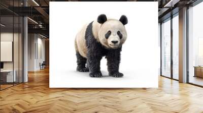 giant panda isolated on white background Wall mural