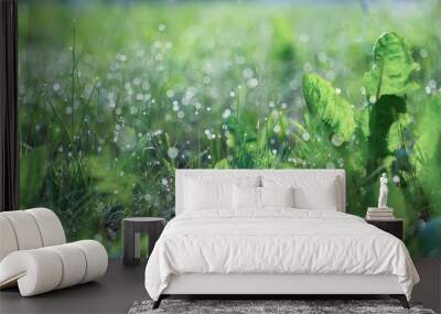 Green grass morning background. Banner. Selective focus, blurred background. Wall mural