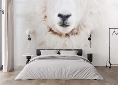 Isolated Front portrait face closeup of sheep looking into camera against white background with no ear tags. Contemporary Scandinavian interior design.Most popular farm animal in irish countryside Wall mural