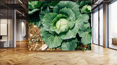 Fresh cabbage growing in a vegetable farmland Wall mural