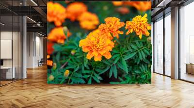 A bunch of orange flowers are in a green field Wall mural