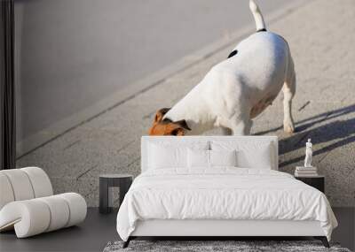 A cute Jack Russell Terrier dog walks along the sidewalk. Pet portrait with selective focus and copy space Wall mural