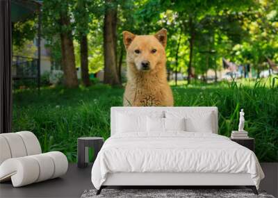 A small brown dog is sitting in the grass Wall mural