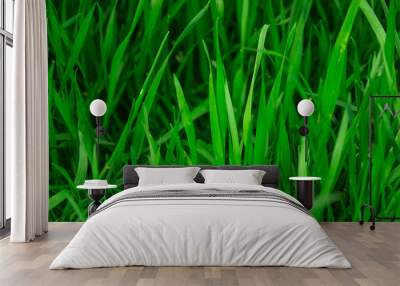 Glade with a dense juicy green grass Wall mural