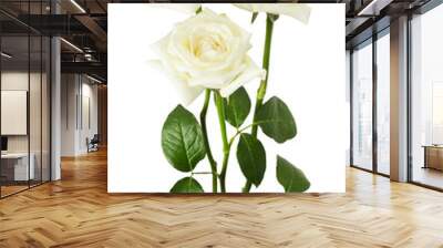 white roses isolated on the white background Wall mural