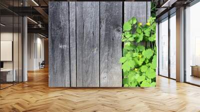 Old wooden background with healing plant Celandine.
 Wall mural