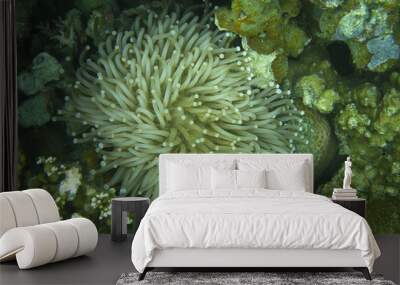 Palau mushroom sea anemone closeup Wall mural