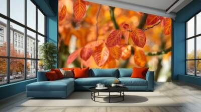 amelanchier lamarckii shadbush autumnal shrub branches full of beautiful red orange yellow leaves Wall mural