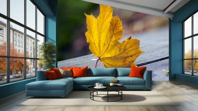 Bright orange autumn leaf in the grass, backlighting, maple leaf against the sunlight Wall mural