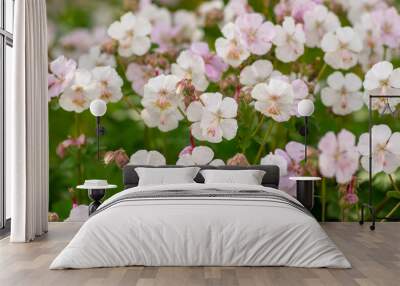 geranium cantabrigiense biokovo white flowering cranesbills plants, group of white flowers and buds in bloom Wall mural