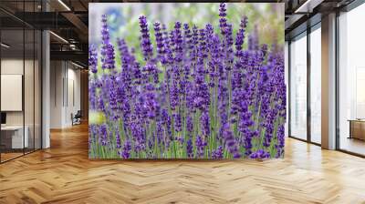 lavandula angustifolia bunch of flowers in bloom, purple scented flowering bouquet of plant Wall mural