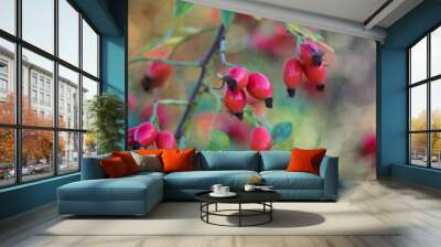 ripened rose hips on shrub branches, red healthy fruits of rosa canina plant, late autumn harvest ti Wall mural