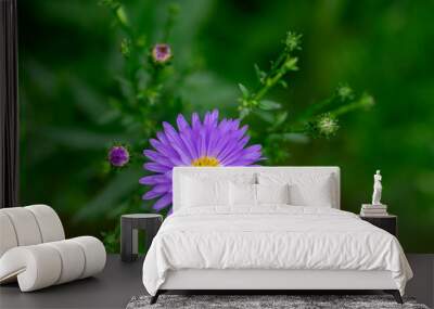 Symphyotrichum novi-belgii Almira blue flowering plant, beautiful summer autumn rich petal flowers in bloom Wall mural