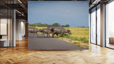 A group of buffalo on their natural habitat, Savanna Bekol, Baluran. aluran National Park is a forest preservation area that extends about 25.000 ha on the north coast of East Java, Indonesia. Wall mural