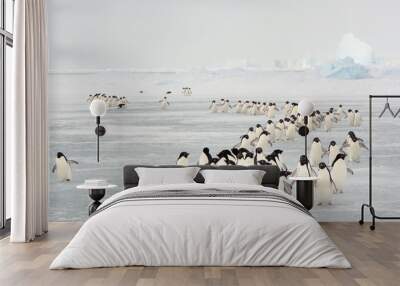 Annual migration of Adélie penguin Wall mural