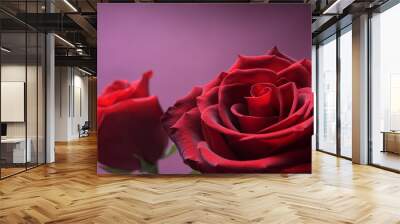 Background for Valentine's Day greeting card.Valentines day concept.Red, beautiful blooming rose. Close up. Wall mural