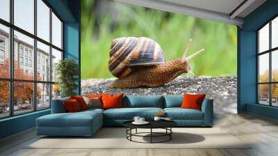 Big snail in shell crawling on road. Helix pomatia also Roman snail, Burgundy snail, edible snail or escargot Wall mural