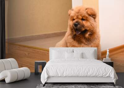 Chow chow puppy in the house. Purebred red dog chow chow Wall mural