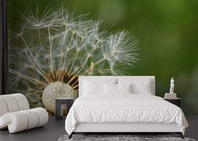 Dandelion seeds background. Little fluffy white Dandelion in the meadow Wall mural