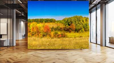 Golden autumn. Wall mural