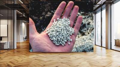 Hand holding agriculture fertilizer granules. Concept of role and importance of fertilisers in Agriculture Wall mural