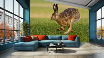 hare is running in the beautiful light on green grassland,european wildlife, wild animal in the nature habitat, , lepus europaeus. Wall mural